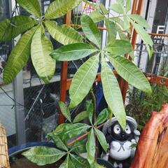 植木観葉の🌲高さ1300有ります🙇の画像