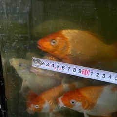 錦鯉　金魚の画像