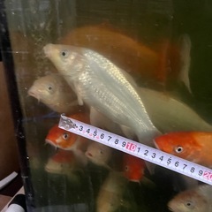 錦鯉　金魚の画像