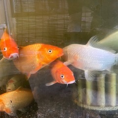 錦鯉　金魚の画像