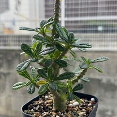 挿し木発根済】ドルステニア・ギガスの画像