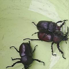 かぶとむし　８月１０日（日）まで限定の画像