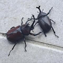 かぶとむし　８月１０日（日）まで限定の画像