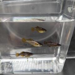 目高【メダカ】西郷メダカ様血統　橙（とう）2ペアの画像