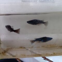 黒夢ブルーメダカ稚魚10匹の画像