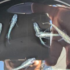 メダカ：サボテン2ペアの画像