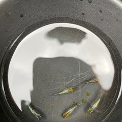 ユリサファ　　2ペアの画像