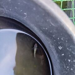 サファイアメダカ若魚５匹の画像