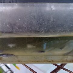 サファイアメダカ若魚５匹の画像