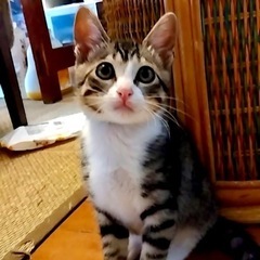 クニくん、ちゃちゃちゃん💖人慣れバッチリ可愛いペア