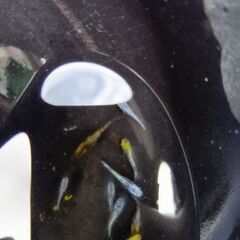 和墨白銀メダカ稚魚５匹の画像