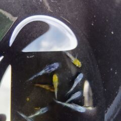 和墨白銀メダカ稚魚５匹の画像