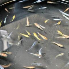 ①メダカミックス（種類別）35匹前後の画像