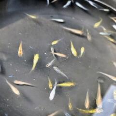 ①メダカミックス（種類別）35匹前後の画像