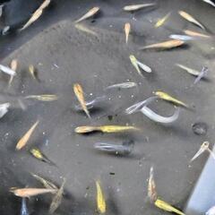 ①メダカミックス（種類別）35匹前後の画像