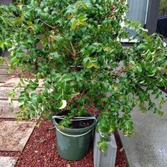 ピタンガ（スリナムチェリー）の木🌳の画像
