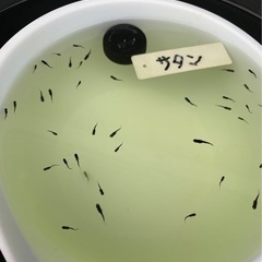 🐟メダカ・サタン 12匹　② の画像