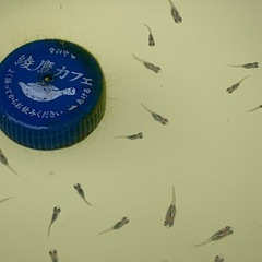🐟メダカ・みゆき1匹20円③の画像