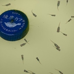 🐟メダカ・みゆき1匹20円③の画像