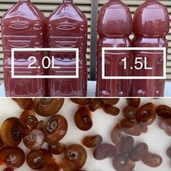 🐟メダカ・みゆき1匹20円③の画像