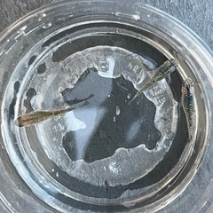 宮桜メダカ卵5個または針子5匹の画像