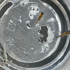 宮桜メダカ卵5個または針子5匹の画像
