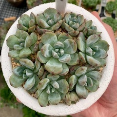 エケベリア【ラウリンゼ】🍀丼ぶりの画像