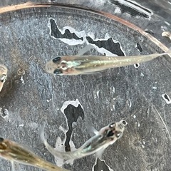 夜桜メダカ卵5個または針子5匹の画像