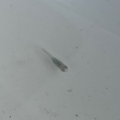深海メダカ針子１０匹の画像