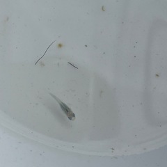 深海メダカ針子１０匹の画像
