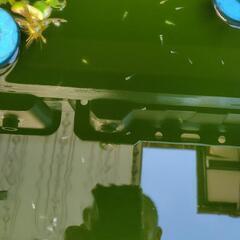 MIXメダカ色々の画像
