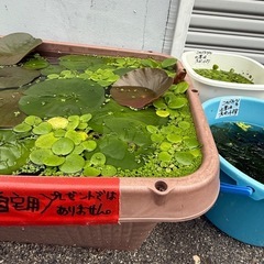 水草　各種　リピーター様限定で無料‼️希望者にはミックスめだかも。の画像