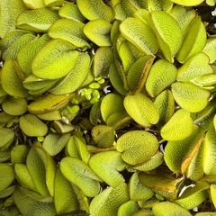 水草　各種　リピーター様限定で無料‼️希望者にはミックスめだかも。の画像
