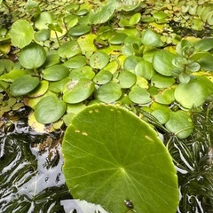 水草　各種　リピーター様限定で無料‼️希望者にはミックスめだかも。の画像