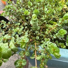 水草　各種　リピーター様限定で無料‼️希望者にはミックスめだかも。の画像
