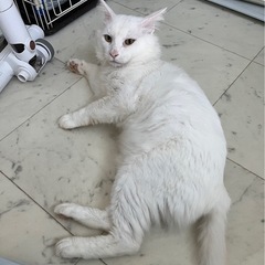 3歳🐈ぎんくん