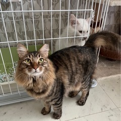 3歳🐈‍⬛みーちゃん