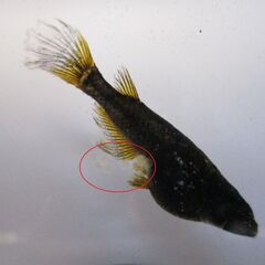 メダカ ブラック黄金体色 ヒレ長「サタン」幼魚～若魚10匹の画像