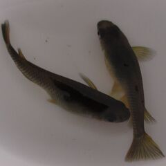メダカ ブラック黄金体色 ヒレ長「サタン」幼魚～若魚10匹の画像