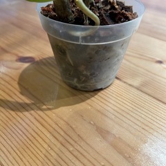 モンステラ　斑入りの画像