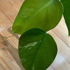 モンステラ　斑入りの画像