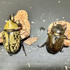 ティティウスシロカブト　フリーサイズペアの画像
