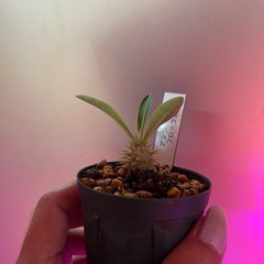 デンシフローラム　植物の画像