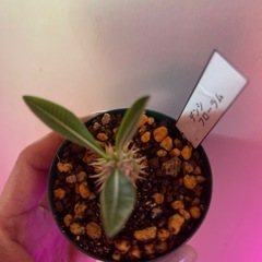 デンシフローラム　植物の画像