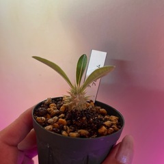 デンシフローラム　植物の画像