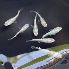 ✨スズランめだか✨幼魚8匹セット✨ラメの画像
