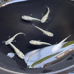 ✨スズランめだか✨幼魚8匹セット✨ラメの画像