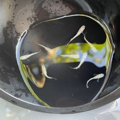 ✨スズランめだか✨幼魚8匹セット✨ラメの画像