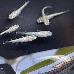 ✨スズランめだか✨幼魚8匹セット✨ラメの画像