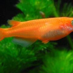 青色メダカの稚魚 楊貴妃の稚魚 メダカのたまごの画像